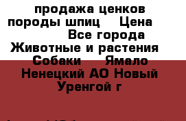 продажа ценков породы шпиц  › Цена ­ 35 000 - Все города Животные и растения » Собаки   . Ямало-Ненецкий АО,Новый Уренгой г.